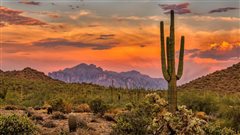 Dallas - Phoenix (with return) from $137